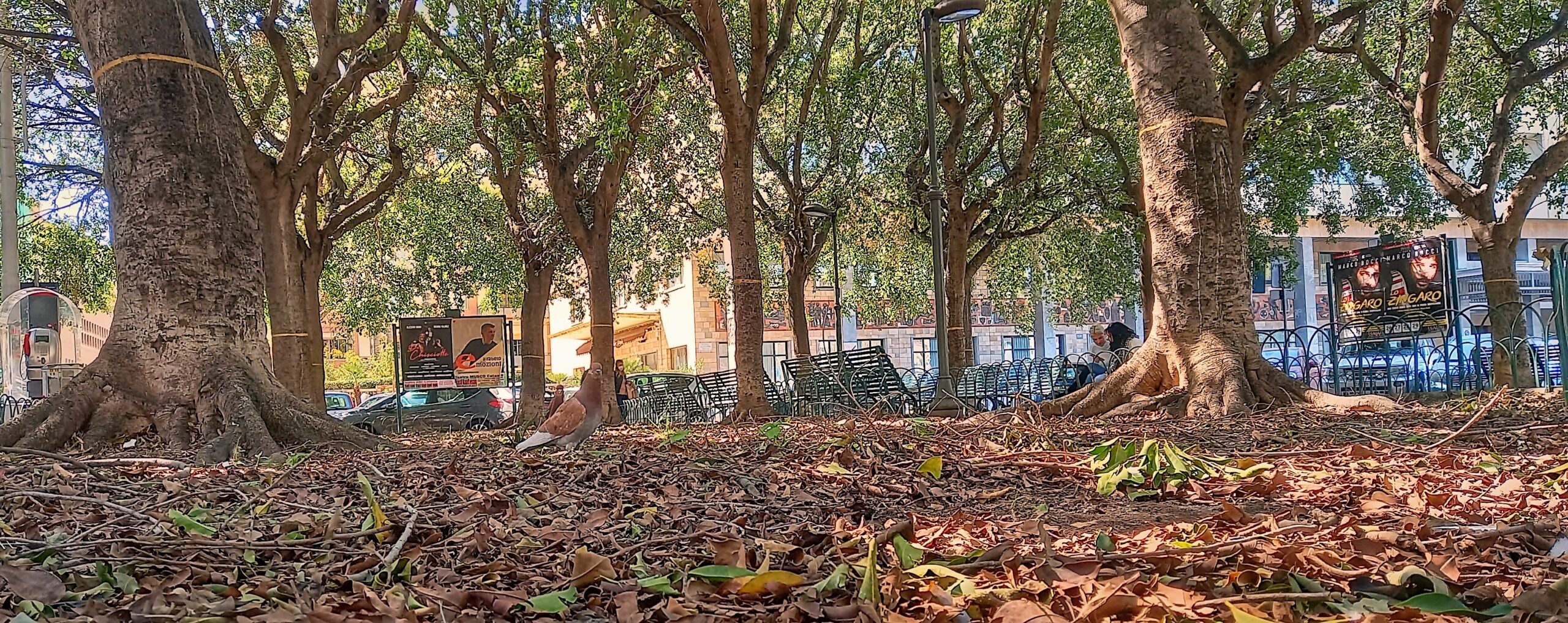 cerchi d oro 1mqdb piazza giovanni verga il parco ritrovato catania visionaria