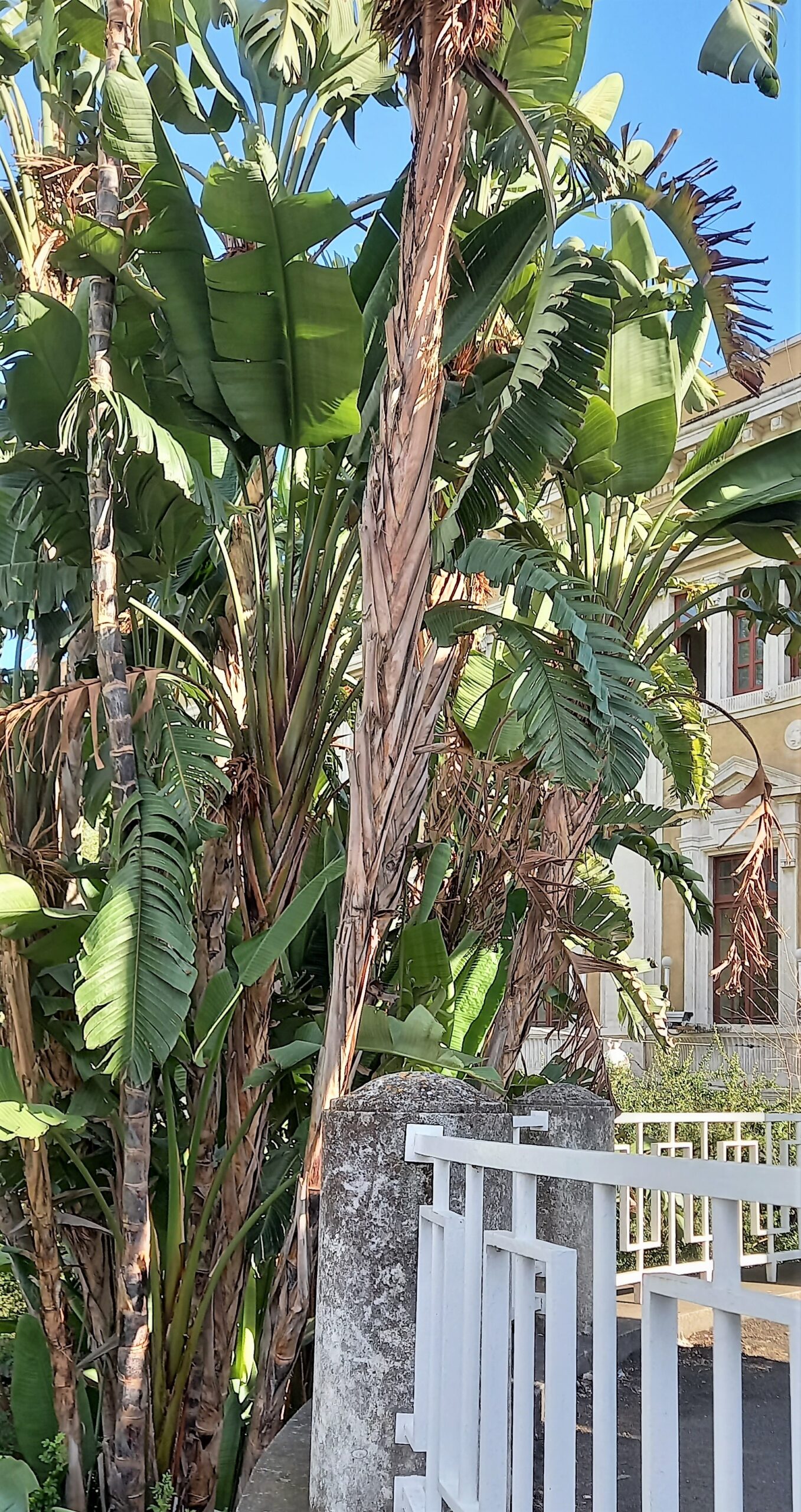 il giardino dentro il giardino 1mqdb villa bellini catania visionaria ingresso angelo litrico