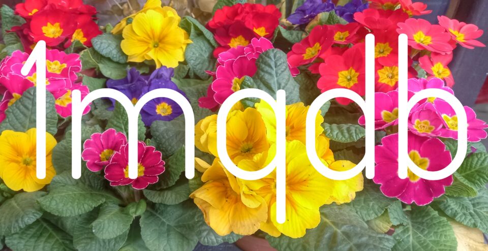 Un metro quadrato di bosco