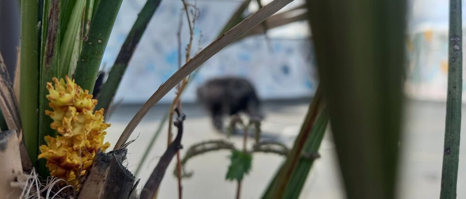 La Principessa e la prima fioritura. Mia 1mqdb Cortile delle Nevi