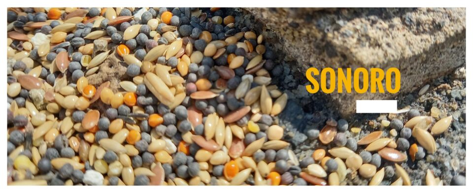 Sonoro 1mqdb Cortile delle Nevi